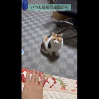 少し戸惑うような眼差しのミケ