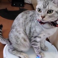 ロボット掃除機に乗る猫5