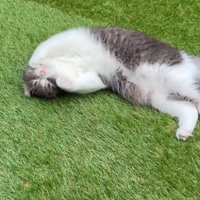 寝転がるもすけくん