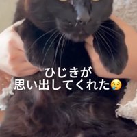 抱っこされる猫