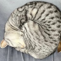 サバトラちゃん