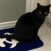 室内にいる猫