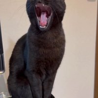 口を開けてあくびをする猫