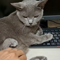 後ろ足を上げて