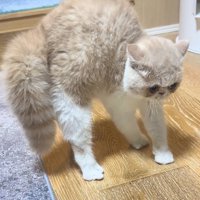毛が逆立つ猫