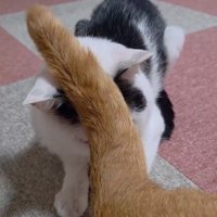 茶トラ猫のしっぽが頭にのる茶トラ猫