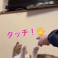 猫が両手を上げている