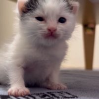 室内にいる猫