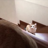 階段の中腹で立ち止まるキジ白猫