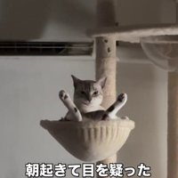 ハンモックの猫