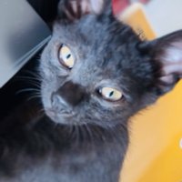 ノートの上に寝転がる子猫