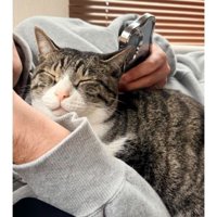眠っている猫と男性