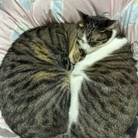 2匹の猫団子
