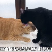 茶トラ猫を毛づくろいする黒猫