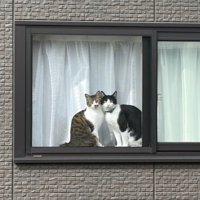 窓枠に写る2匹の寄り添う猫