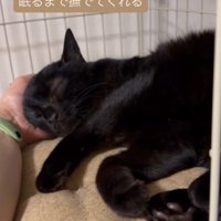 なでられる猫