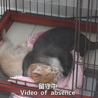 留守中1