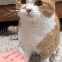 座っている猫