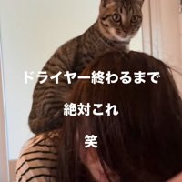 人の背中に座る猫