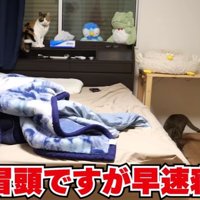 寝室に集まる猫