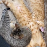 仰向けで伸び切っている猫