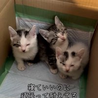 細める猫