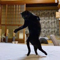 立っている黒猫