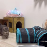 トンネルなどがある部屋を散策する2匹