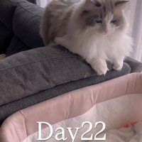 ベビーベッドを見ている猫