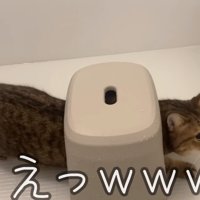 イスに潜る猫