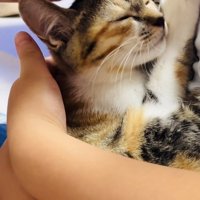 息子さんに抱っこされてママさんに撫でられる子猫