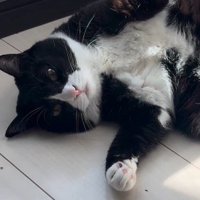 女性を見つめる猫