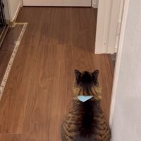 お座りする猫の背中