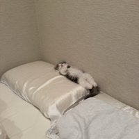 仰向けで寝る猫