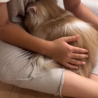 足の間で座る猫