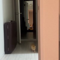 少しずつ近づいてくる子猫