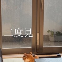 窓の外を見ながらややイカ耳になっている猫