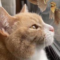 窓の外を見るスコティッシュフォールド