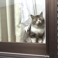 窓から外を見る猫