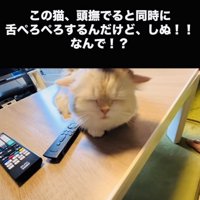 投稿主さんに頭を撫でられるミヌエット