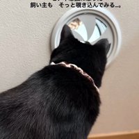 換気口をのぞき込む猫