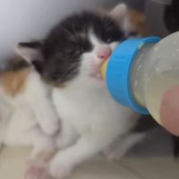 ミルクを飲む猫