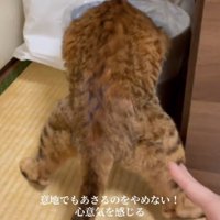 タッチされる猫