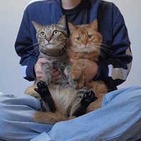 飼い主さんに抱かれるキジトラ猫と茶柄のソマリ