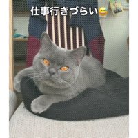網戸と猫