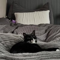 ベッドで眠る猫