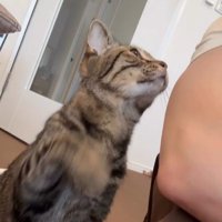 人を見上げている猫