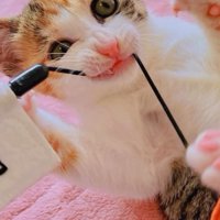 コードをかじる子猫