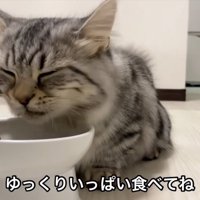 食べる猫