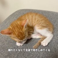 目を覚ます子猫